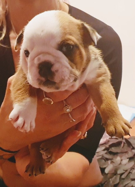 pedigree bulldog puppies